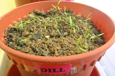 dill-seedlings.jpg