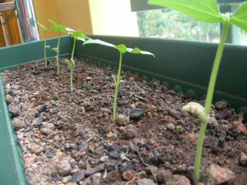 snake-bean-seedlings.jpg