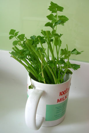 coriander-in-mug.jpg