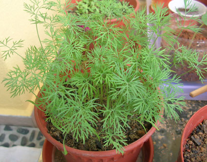 dill-seedlings1.jpg