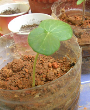 okra-seedling.jpg