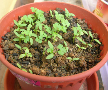 parsley-seedlings.jpg